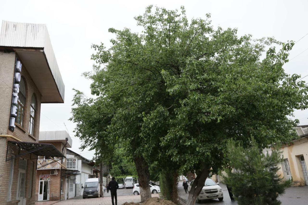 Gulsara Hostel Samarkand Bagian luar foto
